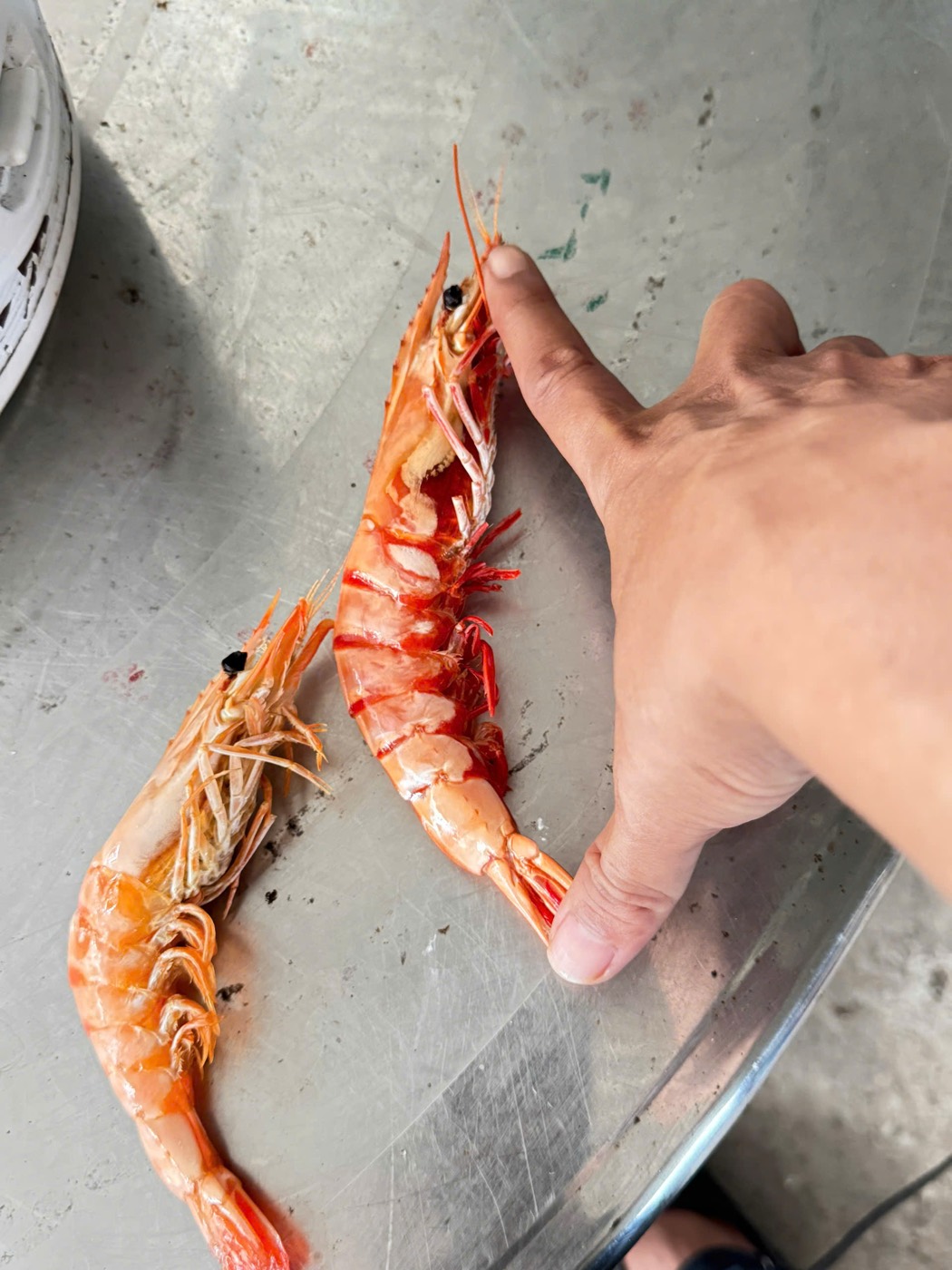 Tôm được sơ chế, rút chỉ lưng từng con